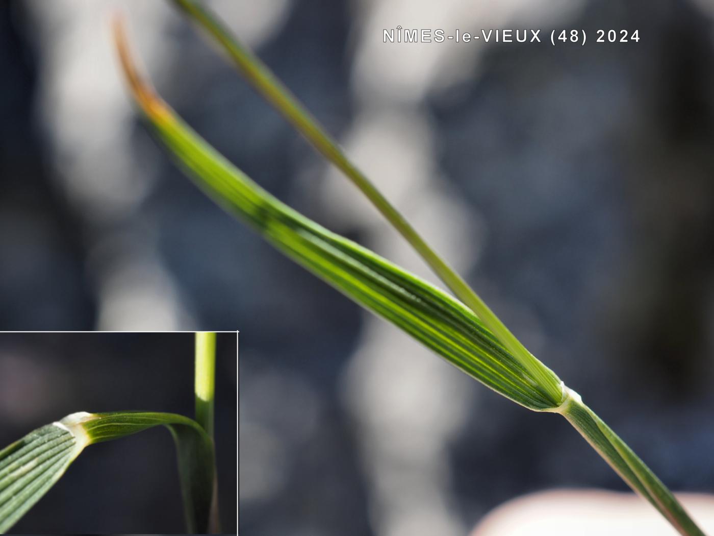 Hair Grass, Somerset leaf